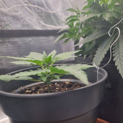 The Satino Prøject growlog timeline photo