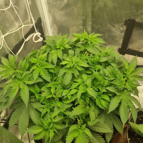 Her name's Bruciepoo growlog timeline photo