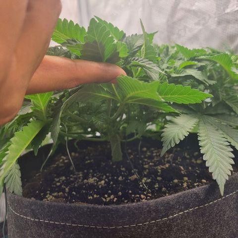 Her name's Bruciepoo growlog timeline photo