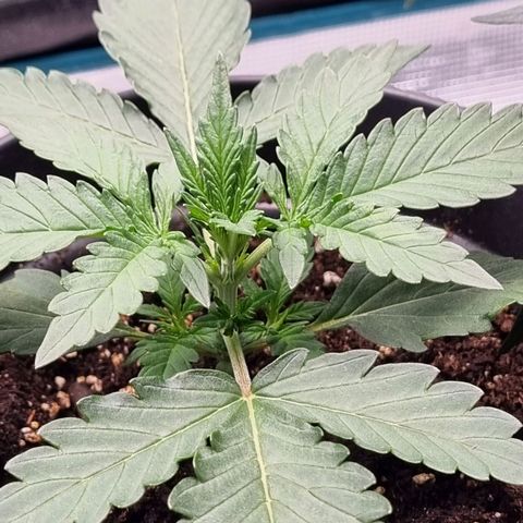 The Satino Prøject growlog timeline photo