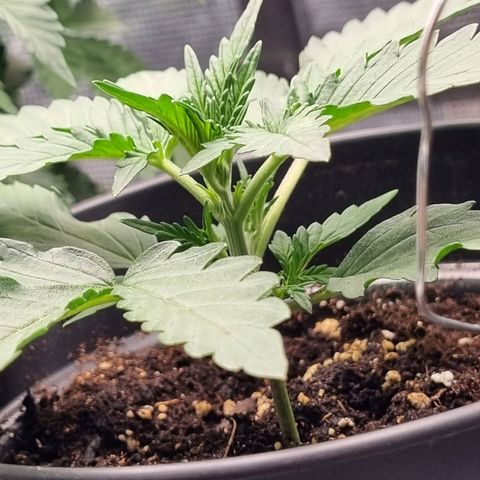 The Satino Prøject growlog timeline photo