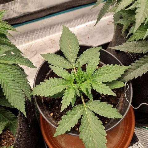 The Satino Prøject growlog timeline photo