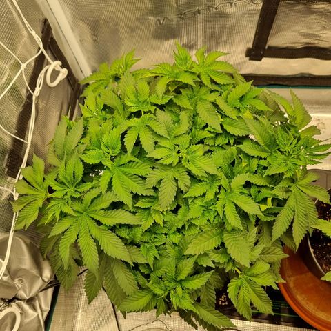 Her name's Bruciepoo growlog timeline photo