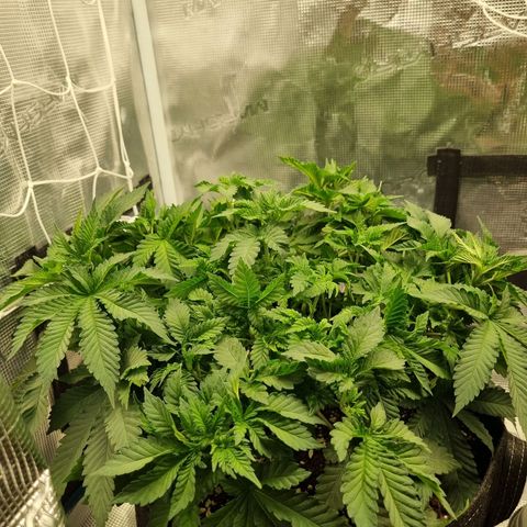 Her name's Bruciepoo growlog timeline photo