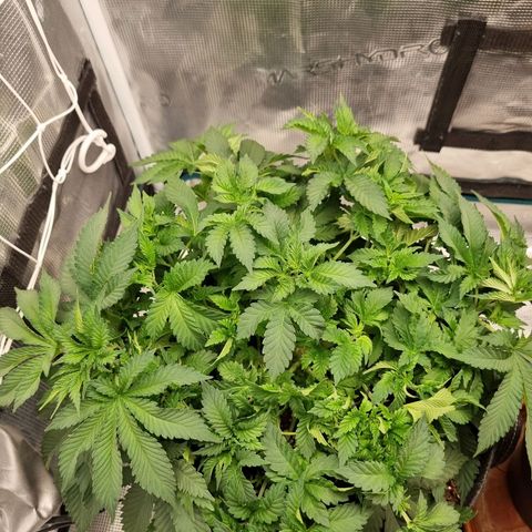 Her name's Bruciepoo growlog timeline photo
