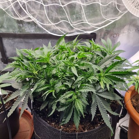 It's Brittney Biscotti Bitch growlog timeline photo