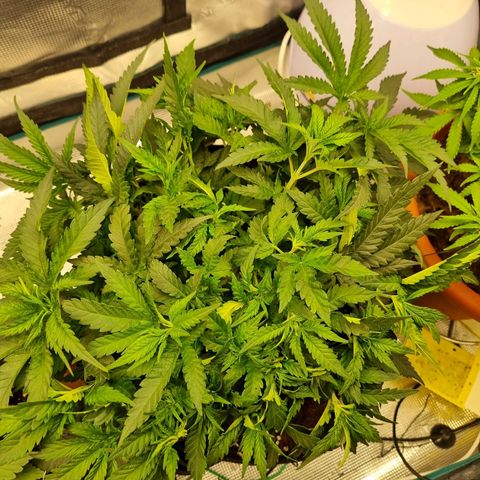 It's Brittney Biscotti Bitch growlog timeline photo
