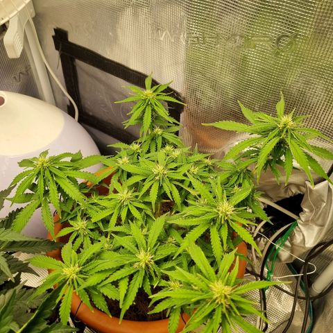Patricia's Bitch Ass growlog timeline photo