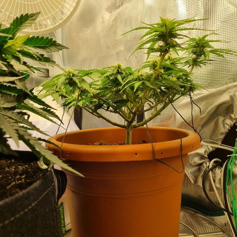 Patricia's Bitch Ass growlog timeline photo