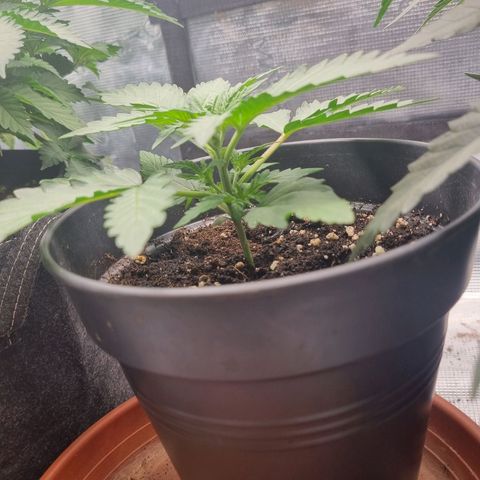 The Satino Prøject growlog timeline photo