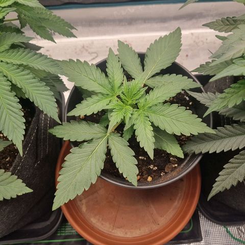 The Satino Prøject growlog timeline photo