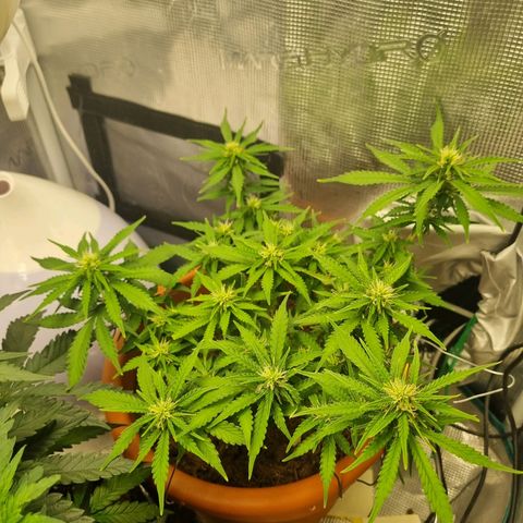 Patricia's Bitch Ass growlog timeline photo