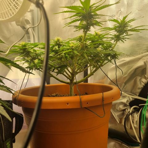 Patricia's Bitch Ass growlog timeline photo