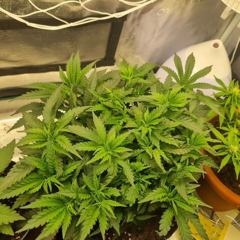 It's Brittney Biscotti Bitch growlog timeline photo