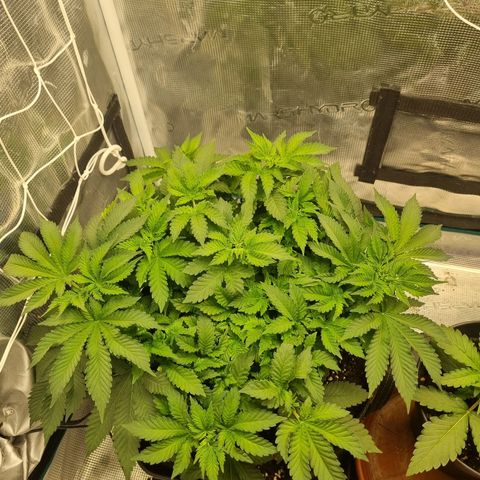 Her name's Bruciepoo growlog timeline photo