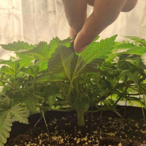 Her name's Bruciepoo growlog timeline photo