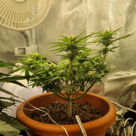 Patricia's Bitch Ass growlog timeline photo