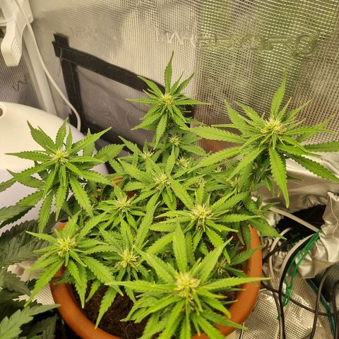 Patricia's Bitch Ass growlog timeline photo
