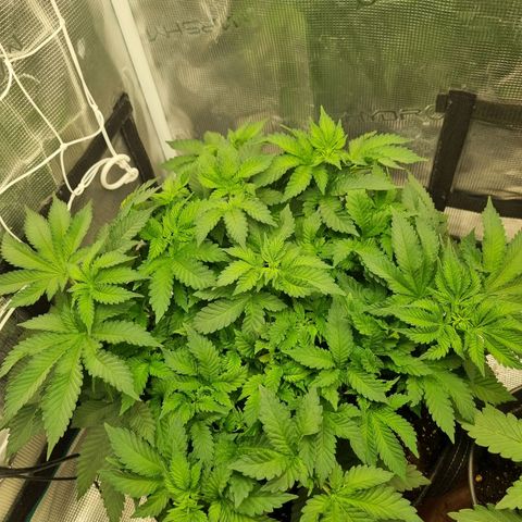 Her name's Bruciepoo growlog timeline photo