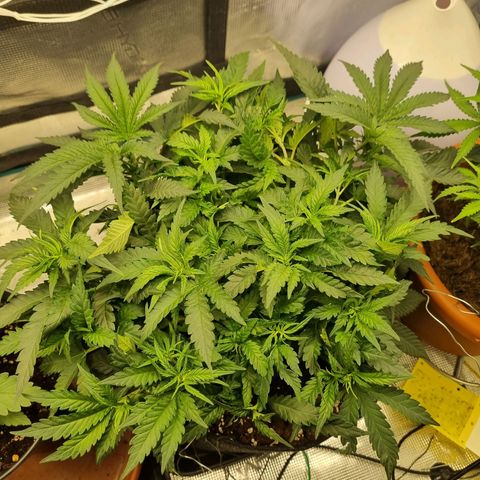 It's Brittney Biscotti Bitch growlog timeline photo