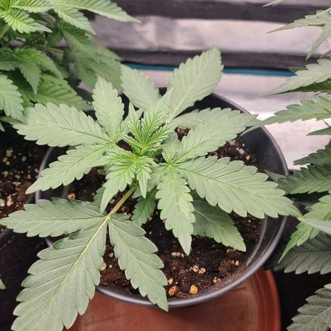 The Satino Prøject growlog timeline photo