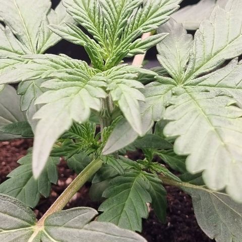 The Satino Prøject growlog timeline photo
