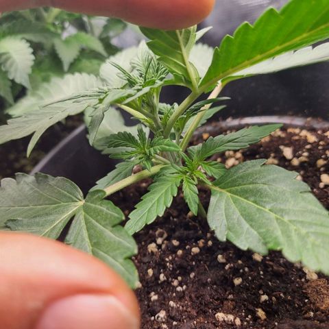 The Satino Prøject growlog timeline photo