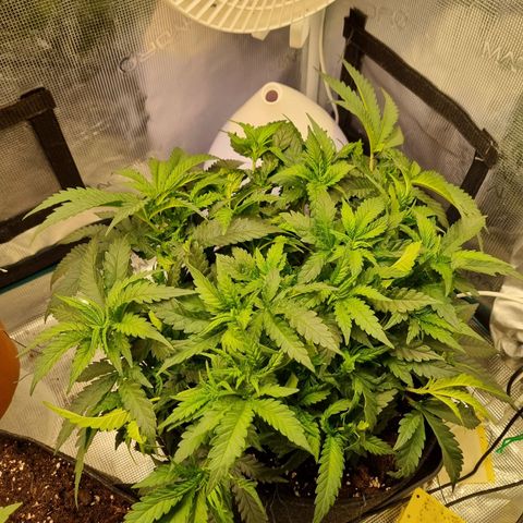 It's Brittney Biscotti Bitch growlog timeline photo