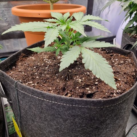 The Satino Prøject growlog timeline photo