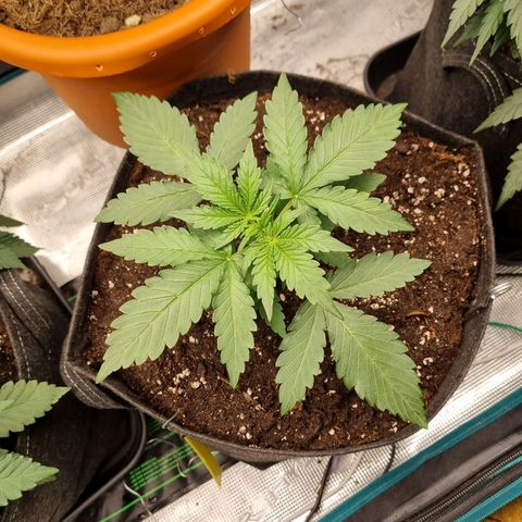 The Satino Prøject growlog timeline photo