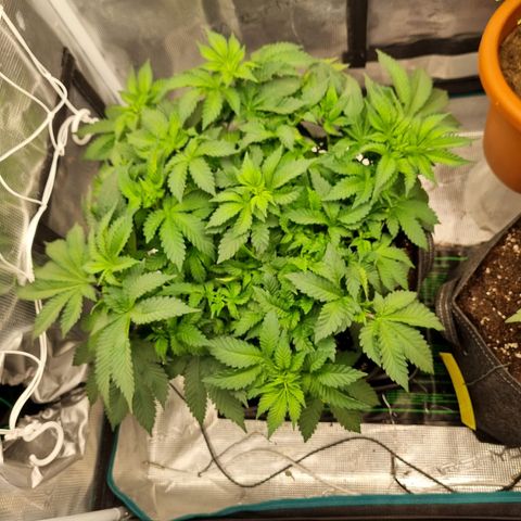 Her name's Bruciepoo growlog timeline photo
