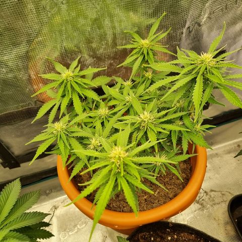 Patricia's Bitch Ass growlog timeline photo