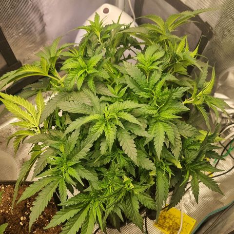 It's Brittney Biscotti Bitch growlog photo: She's looking hella bushy but I think into next week I'll be removing most of the little growths I won't need 
