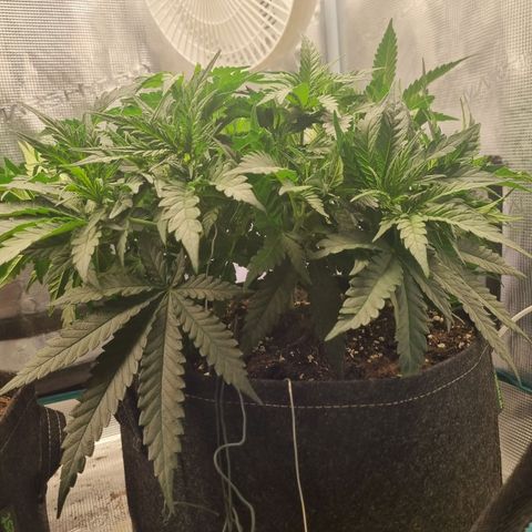 It's Brittney Biscotti Bitch growlog photo: She's looking hella bushy but I think into next week I'll be removing most of the little growths I won't need 