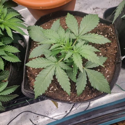 The Satino Prøject growlog photo: In her new pot looking stronk