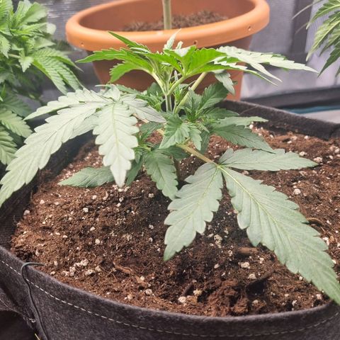 The Satino Prøject growlog photo: In her new pot looking stronk