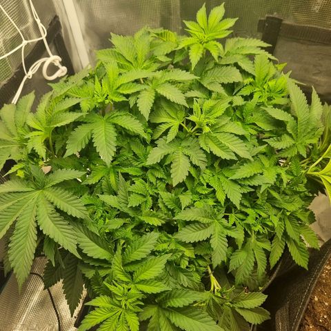 Her name's Bruciepoo growlog timeline photo