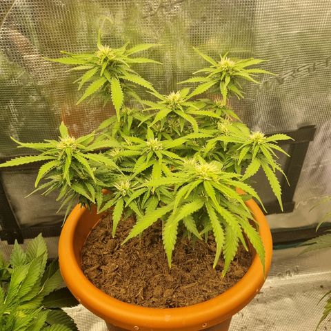 Patricia's Bitch Ass growlog timeline photo