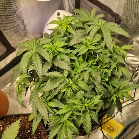 It's Brittney Biscotti Bitch growlog timeline photo