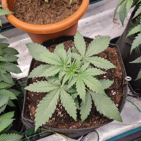 The Satino Prøject growlog timeline photo