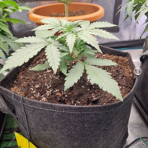 The Satino Prøject growlog timeline photo