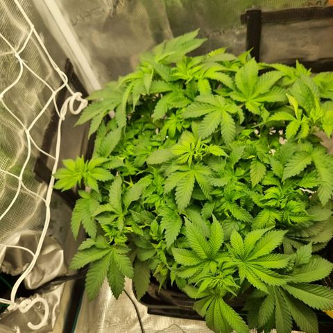 Her name's Bruciepoo growlog timeline photo