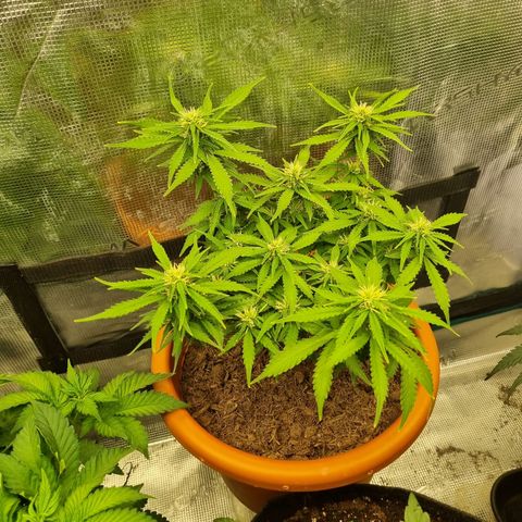 Patricia's Bitch Ass growlog timeline photo