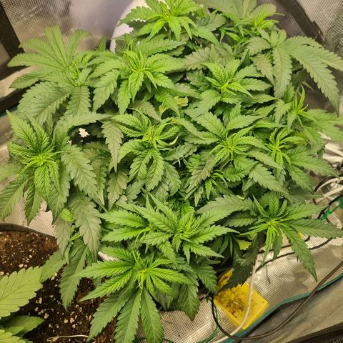 It's Brittney Biscotti Bitch growlog timeline photo