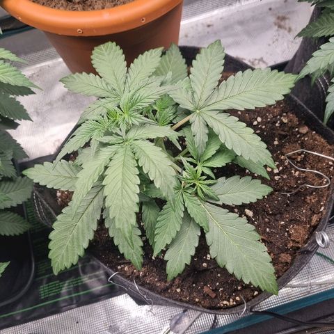 The Satino Prøject growlog timeline photo