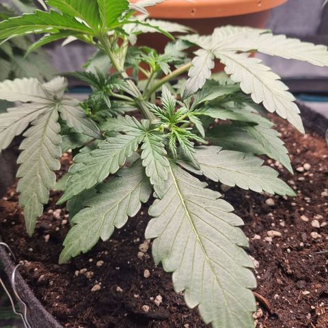 The Satino Prøject growlog timeline photo