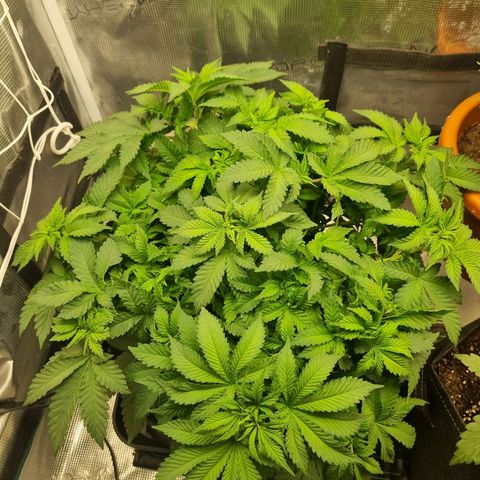 Her name's Bruciepoo growlog timeline photo