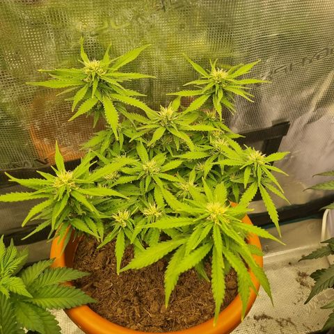 Patricia's Bitch Ass growlog timeline photo