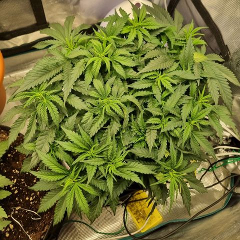 It's Brittney Biscotti Bitch growlog timeline photo