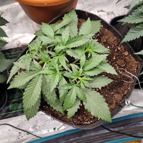 The Satino Prøject growlog timeline photo